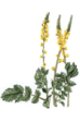 Agrimony - Agrimonia