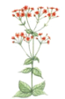 Centaury - Cacciafebbre