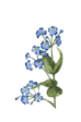 Cerato - Piombaggine