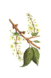 Cherry Plum - Ciliegio Selvatico