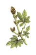 Chestnut Bud - Gemme di Inoculano
