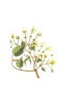 Clematis - Clematide