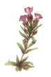 Gentian - Genzianella