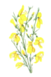 Gorse - Ginestra