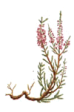 Heather - Erica