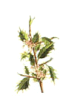 Holly - Agrifoglio