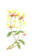 Honeysuckle - Caprifoglio