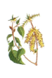 Hornbeam - Carpino