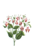 Impatiens - Non mi toccare