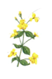 Mimulus - Mimmolo