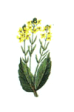 Mustard - Senape Selvatica