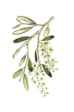 Olive - Olivo
