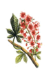 Red Chestnut - Castagno Rosso