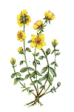 Rock Rose - Eliantemo