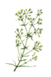 Scleranthus - Scleranto