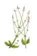 Vervain - Verbena