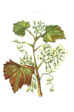 Vine - Vite
