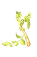 Walnut - Noce