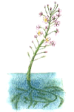 Water violet - Violetta d'Acqua