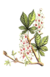 White Chestnut - Ippocastano Bianco