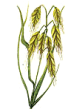 Wild Oat - Avena Selvatica