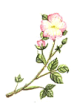Wild Rose - Rosa Selvatica